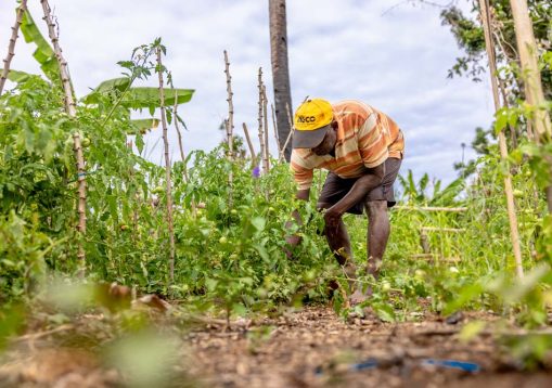fruits et légumes Mayotte